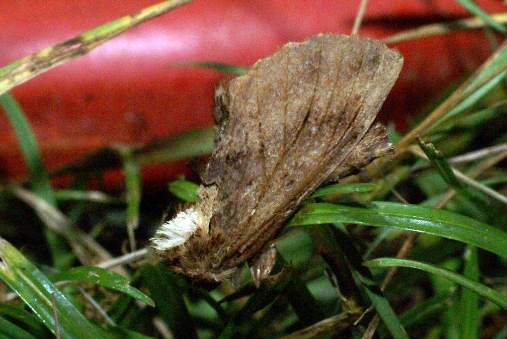 Ptilodon capucina (Linnaeus, 1758)-In natura