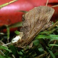 Ptilodon capucina (Linnaeus, 1758)-In natura