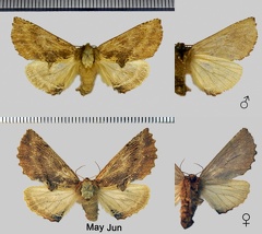 Ptilodon capucina (Linnaeus, 1758)