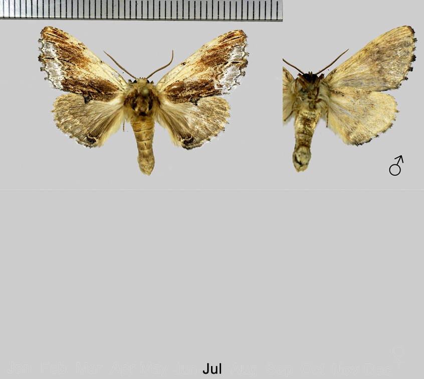 Ptilodon cucullina (Denis & Schiffermüller, 1775)