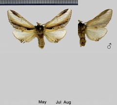 Pheosia gnoma (Fabricius, 1777)