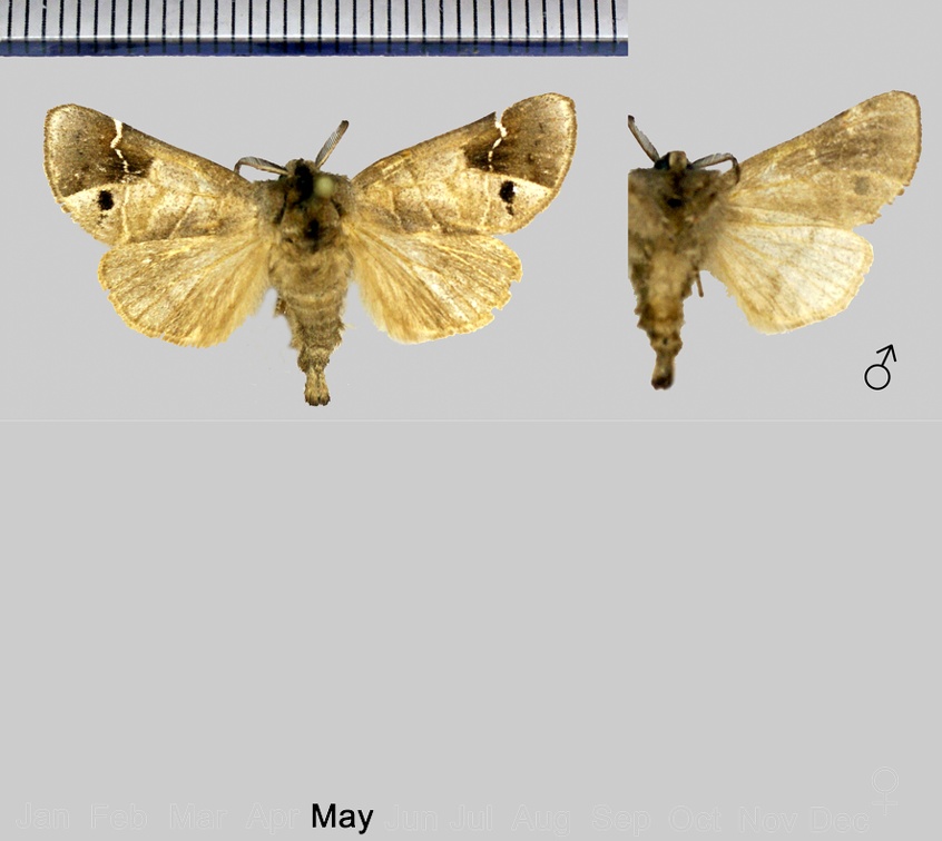 Clostera anachoreta (Denis & Schiffermüller, 1775)