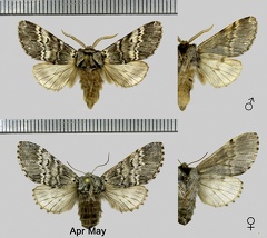 Drymonia ruficornis (Hufnagel, 1766)