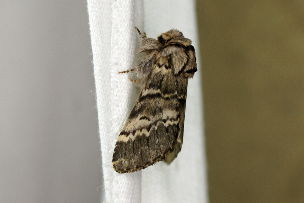 Drymonia ruficornis (Hufnagel, 1766)-In natura