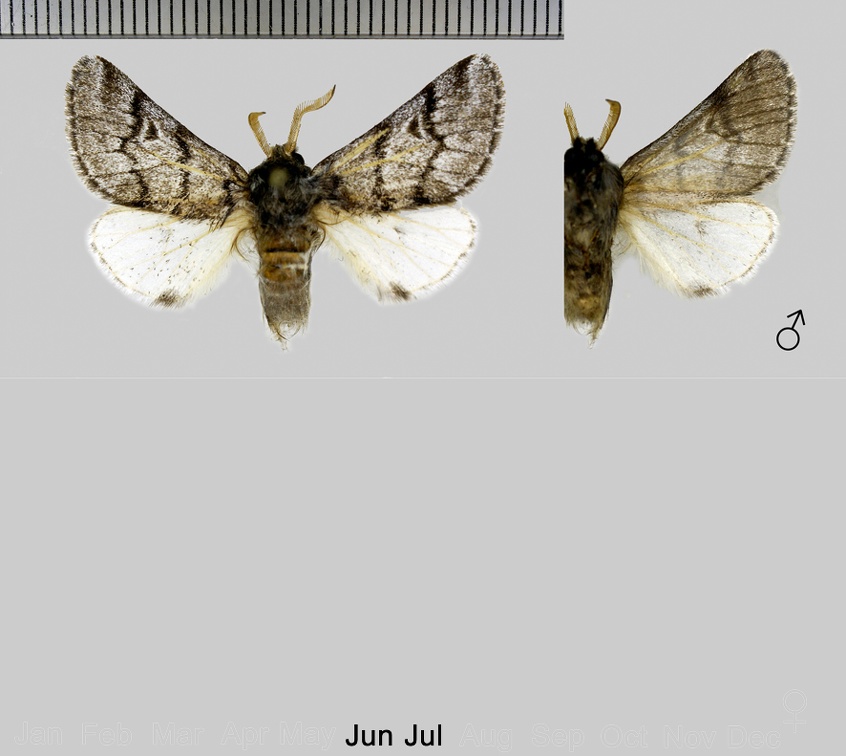 Thaumetopoea pityocampa (Denis & Schiffermüller, 1775)