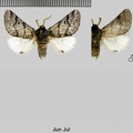 Thaumetopoea pityocampa (Denis & Schiffermüller, 1775)