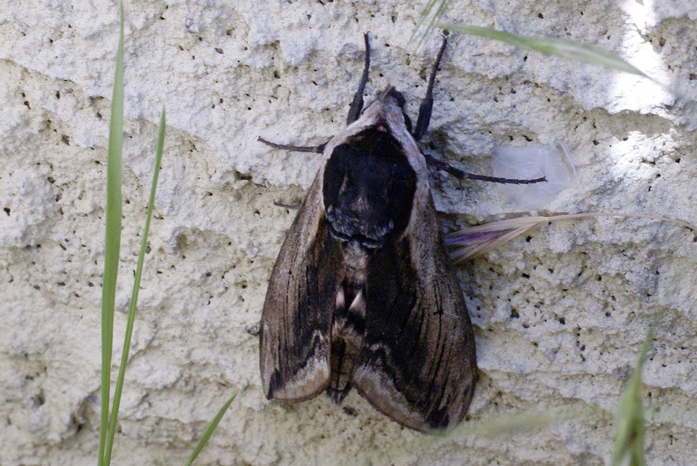 Sphinx ligustri Linnaeus, 1758-In natura