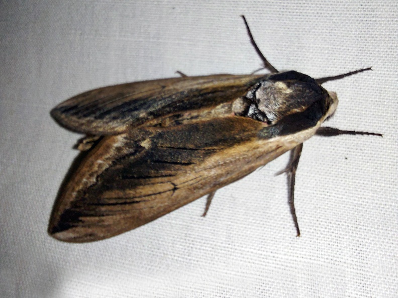 Sphinx ligustri Linnaeus, 1758-In natura