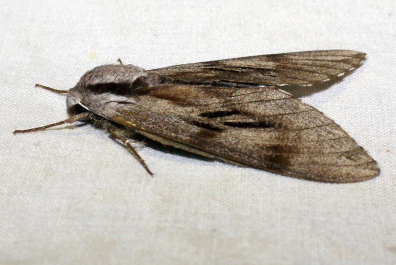 Sphinx pinastri Linnaeus, 1758-In natura