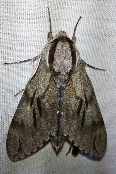 Sphinx pinastri Linnaeus, 1758-In natura