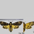 Acherontia atropos (Linnaeus, 1758)
