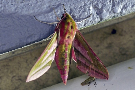 Deilephila elpenor (Linnaeus, 1758)-In natura