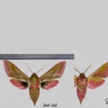 Deilephila elpenor (Linnaeus, 1758)