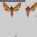 Deilephila porcellus (Linnaeus, 1758)