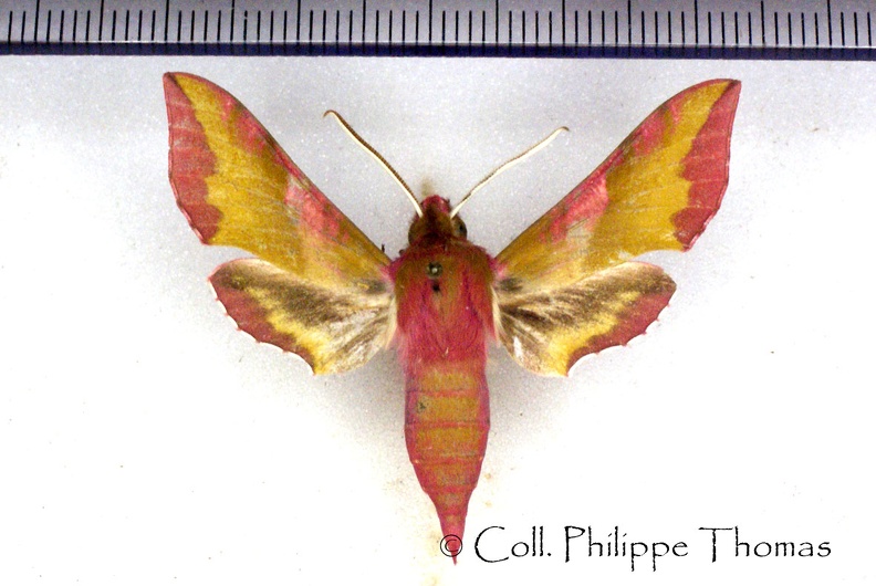 Deilephila porcellus (Linnaeus, 1758)-Montreuil.jpg
