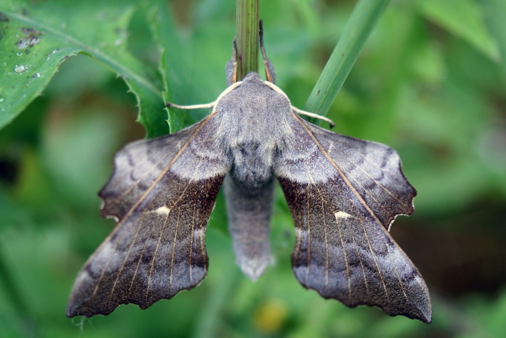 Laothoe populi (Linnaeus, 1758)-In natura