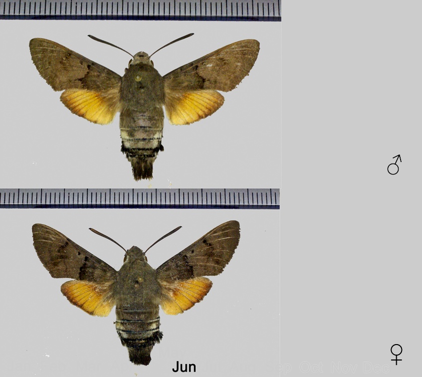 Macroglossum stellatarum (Linnaeus, 1758)