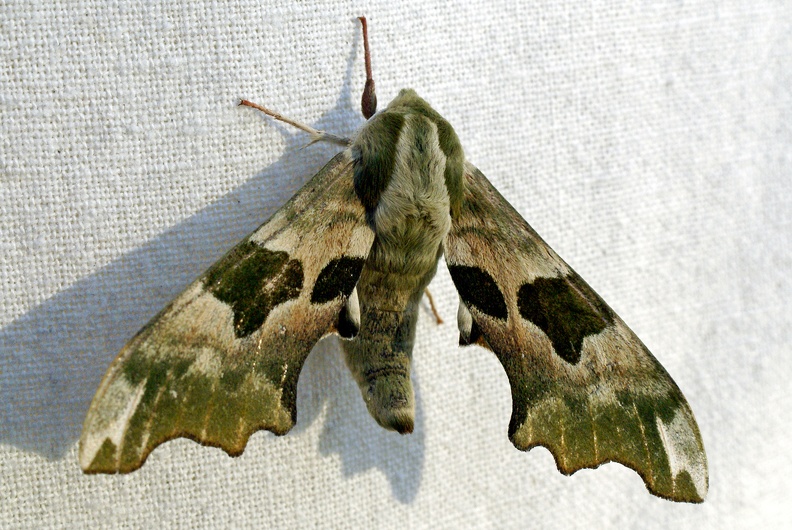 Mimas tiliae (Linnaeus, 1758)