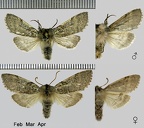 Achlya flavicornis (Linnaeus, 1758)