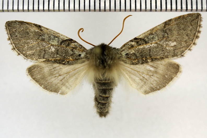 Achlya flavicornis (Linnaeus, 1758)-Bailleau-l'Évêque.JPG