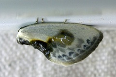 Cilix glaucata (Scopoli, 1763)-In natura