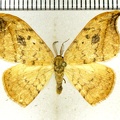 Drepana falcataria (Linnaeus, 1758)-Senonches
