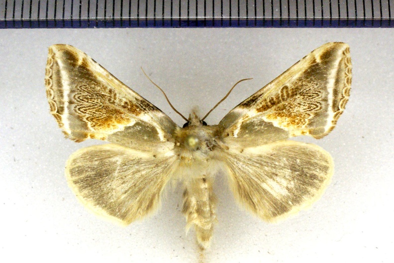 Habrosyne pyritoides (Hufnagel, 1766)-Bailleau-l'Évêque.JPG