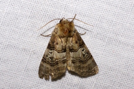 Tethea ocularis (Linnaeus, 1767)