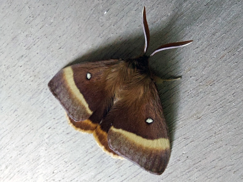 Lasiocampa quercus (Linnaeus, 1758)-In natura