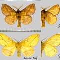 Euthrix potatoria (Linnaeus, 1758)