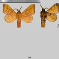 Odonestis pruni (Linnaeus, 1758)