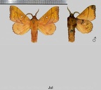 Odonestis pruni (Linnaeus, 1758)