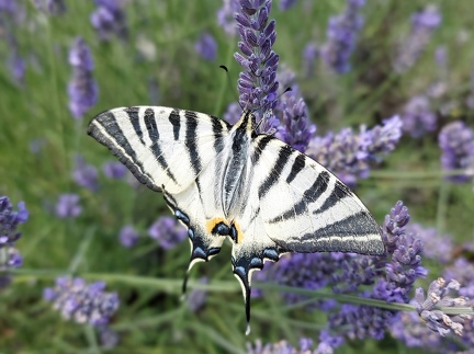 Iphiclides podalirius (Linnaeus, 1758)-In natura