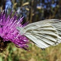 Leptidea sinapis (Linnaeus, 1758)-In natura