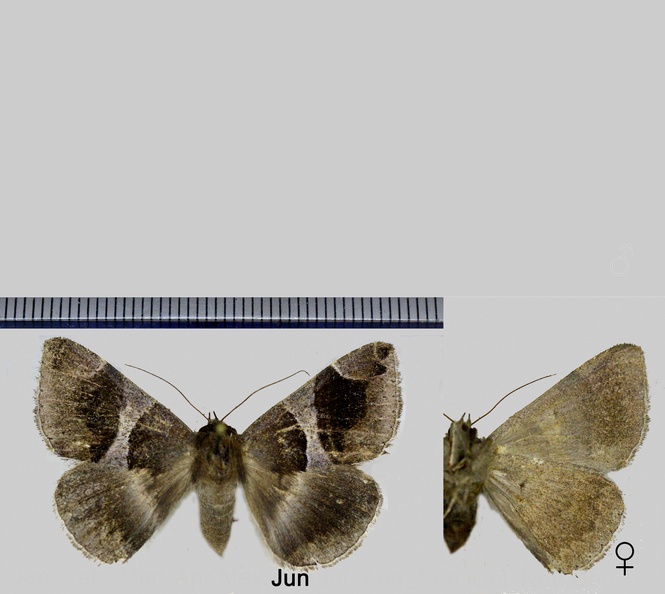 Dysgonia algira (Linnaeus, 1767).jpg