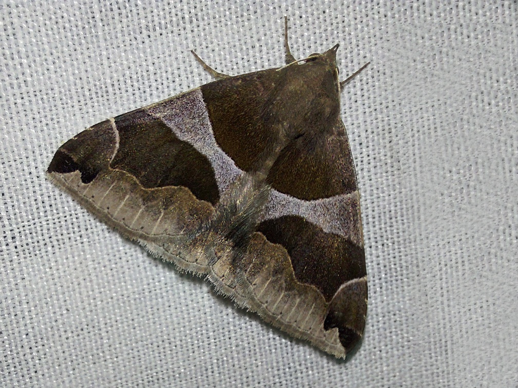 Dysgonia algira (Linnaeus, 1767)-In natura