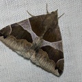 Dysgonia algira (Linnaeus, 1767)-In natura