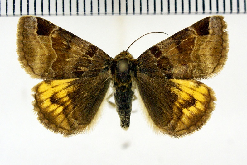 Euclidia glyphica (Linnaeus, 1758)-Argentenay.JPG