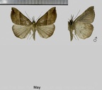 Hypena proboscidalis (Linnaeus, 1758)-In natura
