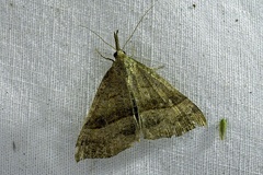 Hypena proboscidalis (Linnaeus, 1758)-In natura