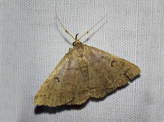 Zanclognatha lunalis (Scopoli, 1763)-In natura