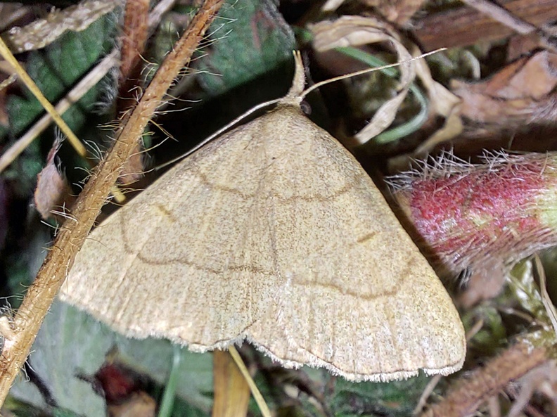 Paracolax tristalis (Fabricius, 1794)-In natura