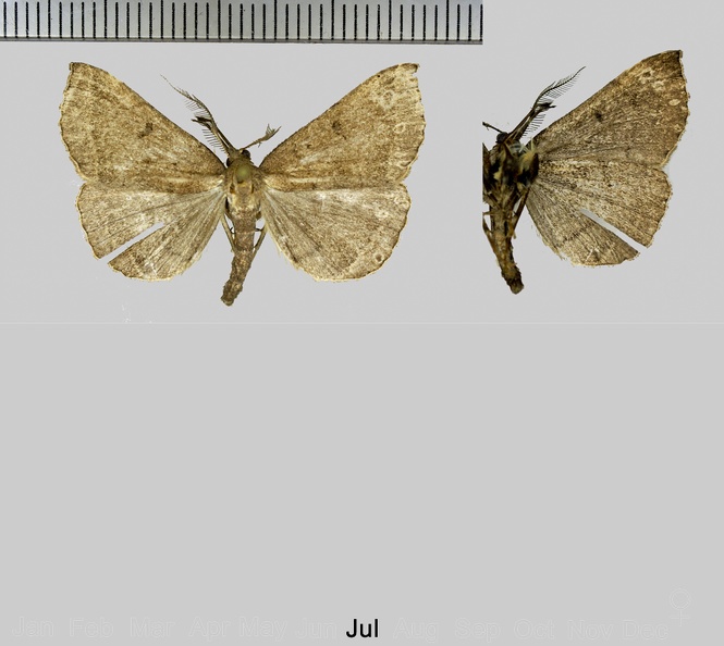 Polypogon plumigeralis (Hübner, 1825).jpg