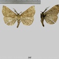 Polypogon plumigeralis (Hübner, 1825)