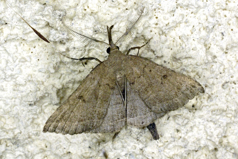 Polypogon plumigeralis (Hübner, 1825)-In natura