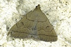 Herminia tarsipennalis Treitschke, 1835-In natura