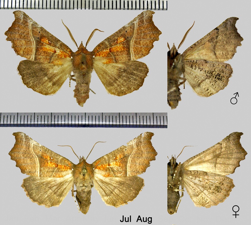 Scoliopteryx libatrix (Linnaeus, 1758)