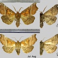 Scoliopteryx libatrix (Linnaeus, 1758)