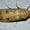 Agrotis segetum (Denis & Schiffermüller, 1775)-In natura