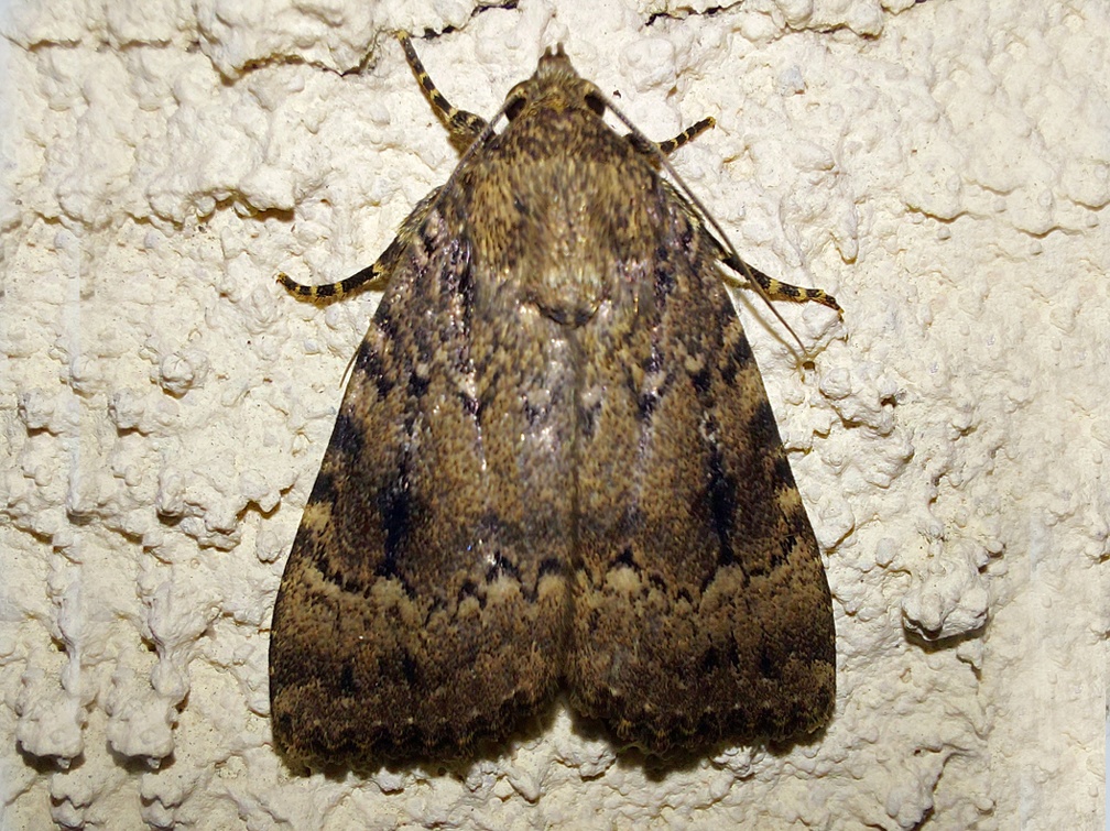 Amphipyra pyramidea (Linnaeus, 1758)